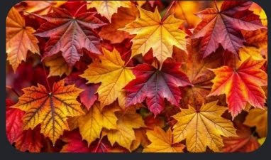 Maple Glow